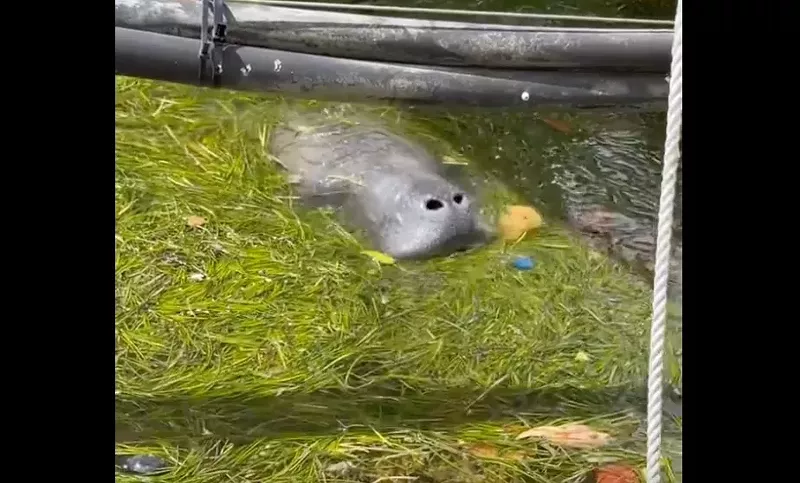 Image: A manatee in Miami Beach nearly ingested a plastic bottle cap.