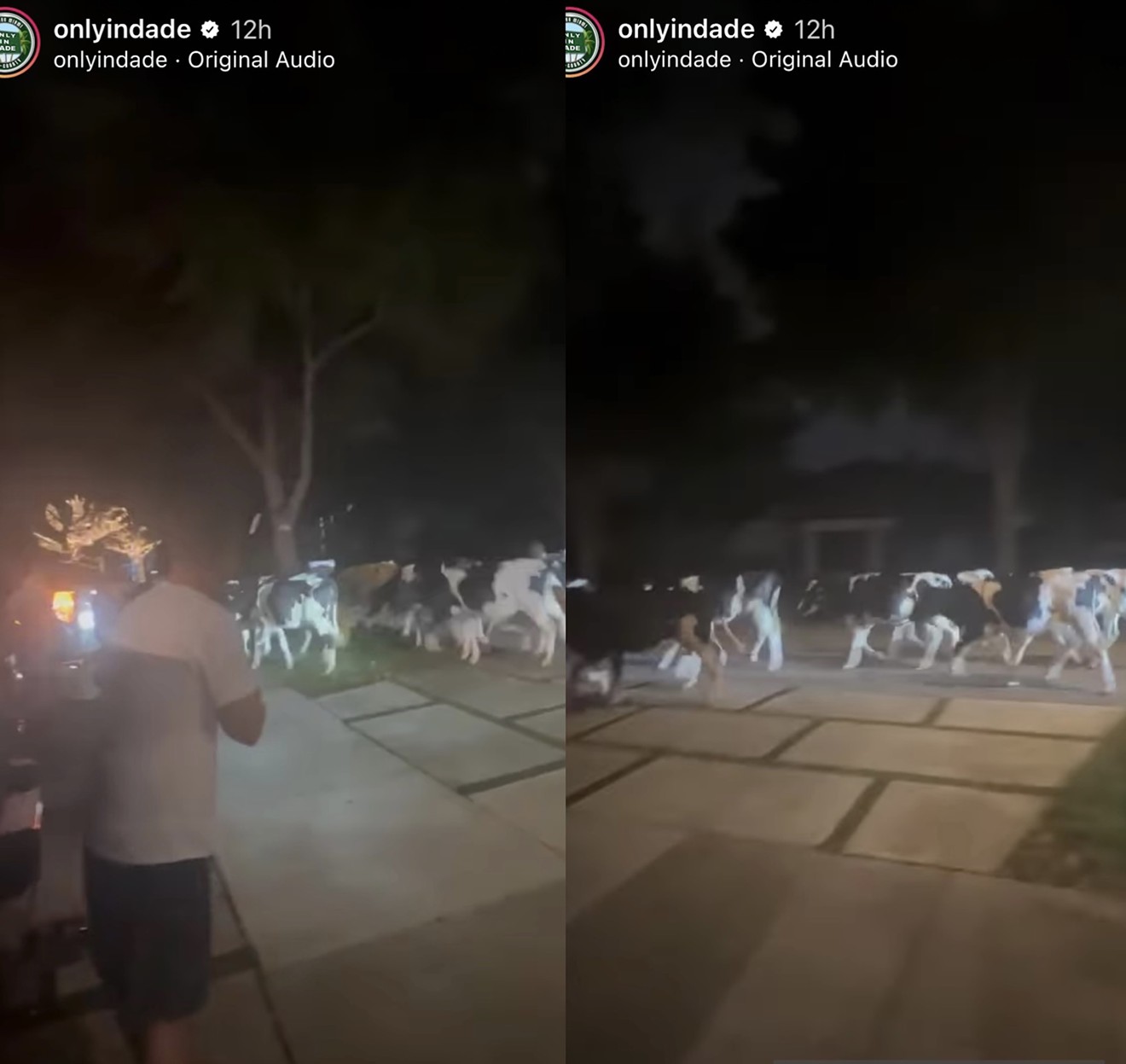 A herd of loose cows descended upon a Miami Lakes neighborhood on Thursday night.