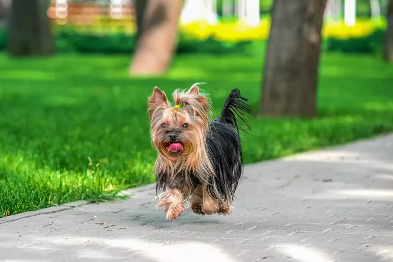 Image: Stock photo of a Yorkshire terrier dog running across a pavement near green mown lawn on a clear sunny day
