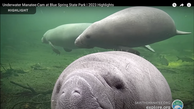 Several manatees swim across the screen during a livestream at Blue Springs State Park in 2023. As two of the mammals swim in the background, one appears to be approaching the underwater camera.