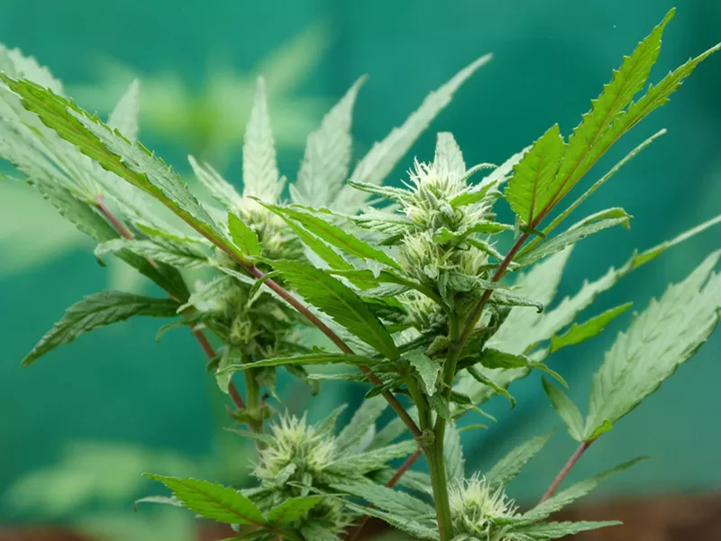 Image: Despite the craze, 67 percent of Floridians have no idea what the "CBD" in "CBD-infused" stands for.