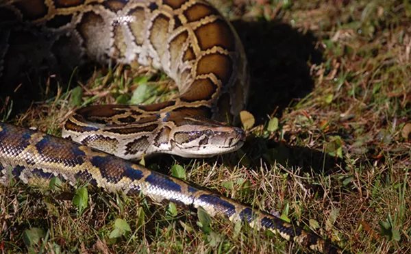 Image: 2025 Florida Python Challenge: What to Know About Event