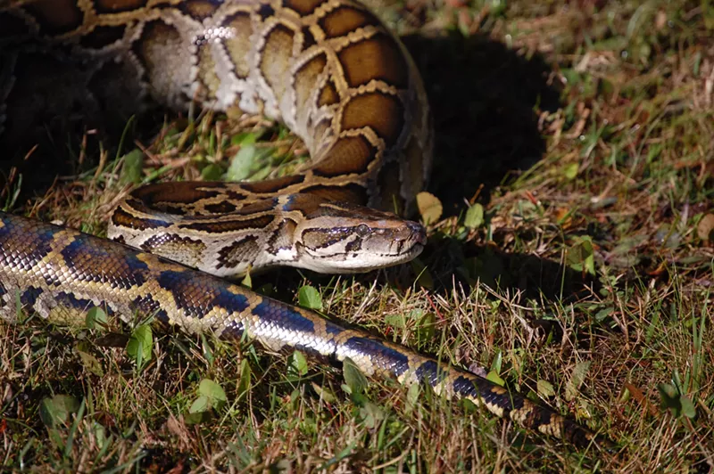 Image: A Burmese python sits in low-cut grass.