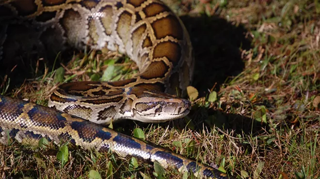 A Burmese python sits in low-cut grass.