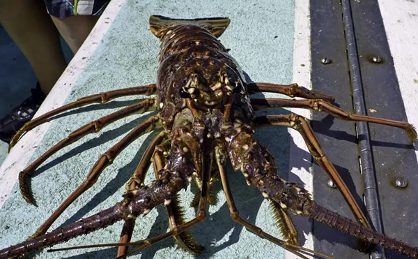 Image: 2025 Florida Lobster Mini-Season: What to Know