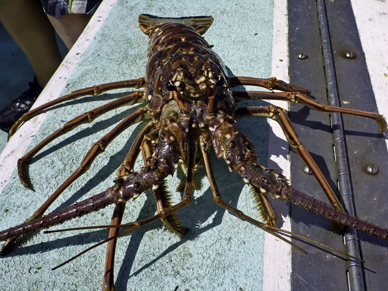 Image: A Florida spiny lobster after being caught.