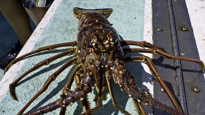 A Florida spiny lobster after being caught.