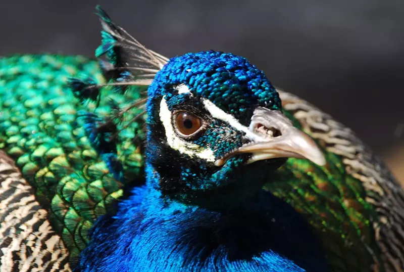 Image: "Are we actually talking about sentencing the peafowl to death right now?" Commissioner Oliver Gilbert asked.