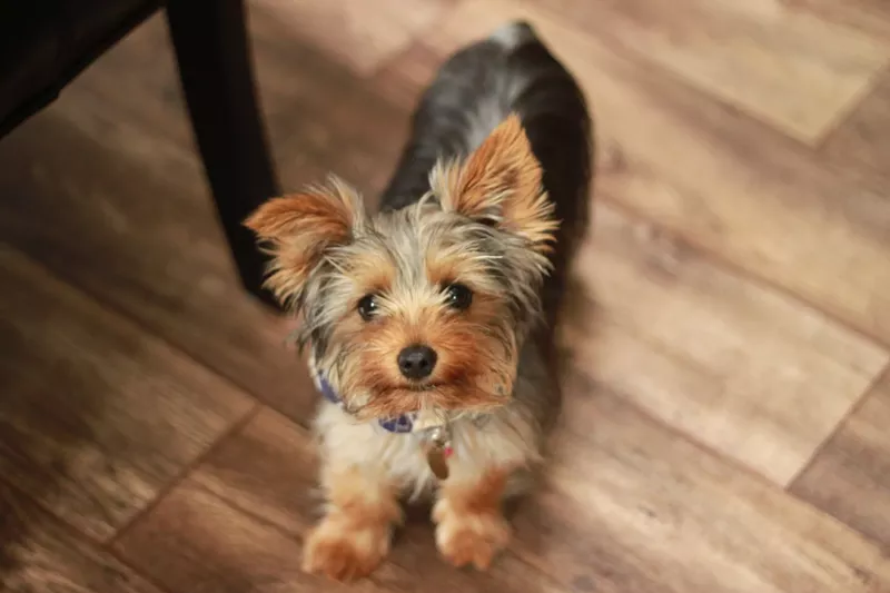 Image: Les Petits Puppies Boutique specialized in teacup and toy breeds.