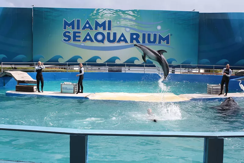 Image: In 2021, Miami-Dade County closed off public access and issued an unsafe structure notice for the venue where Lolita the orca and Li'i, a Pacific white-sided dolphin, lived and performed for decades.