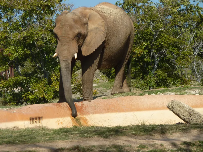 Image: Zoo Miami ranked second on a list of the ten worst zoos in North America for elephants.