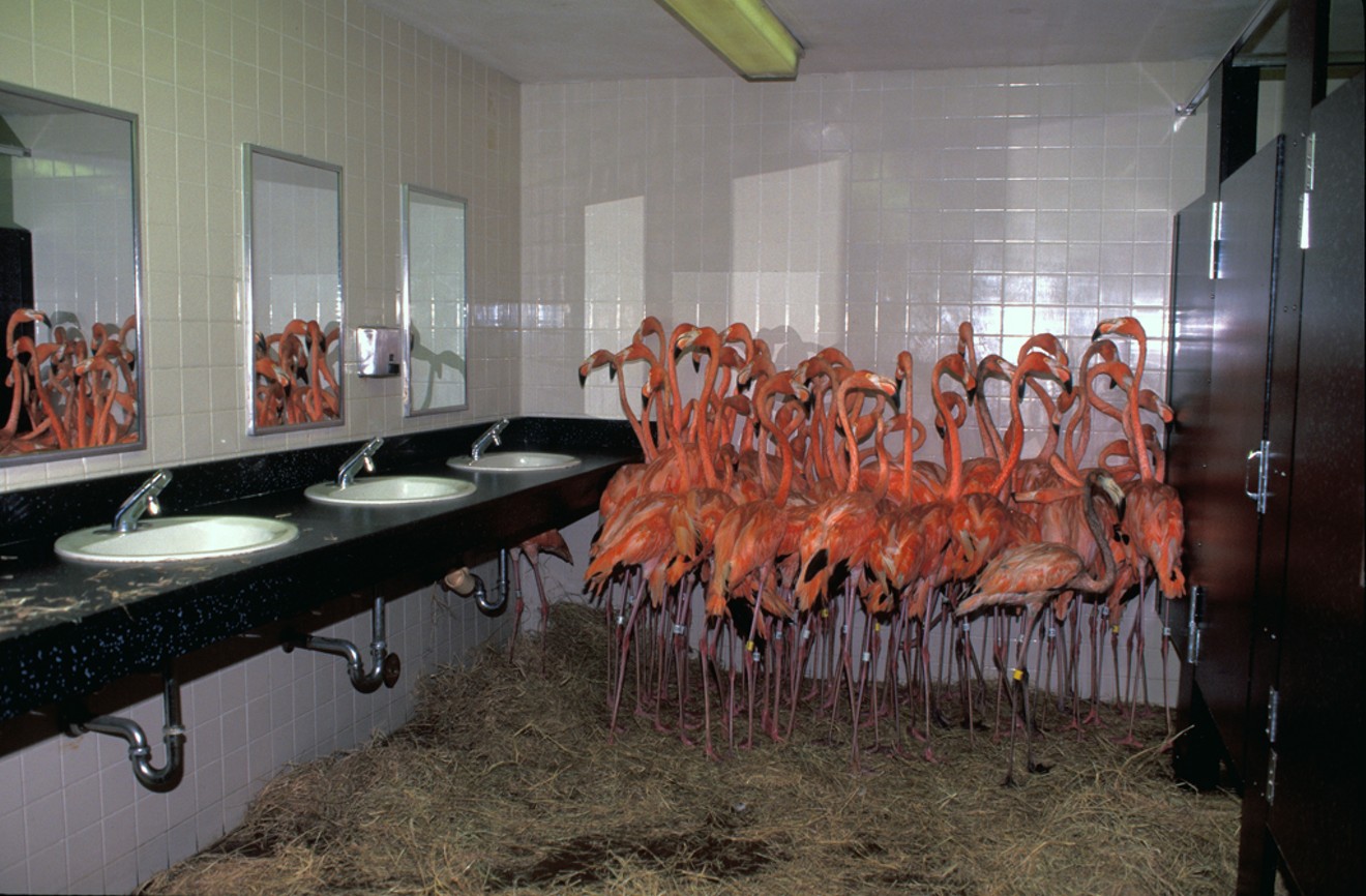 Flamingos huddled in the men's room at Zoo Miami during Hurricane Andrew.